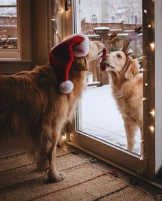 two dogs wearing christmas hats looking at each other through a glass door with lights on the outside