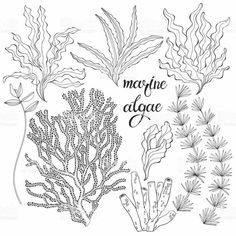 seaweed and corals with the words marine algae in black and white royalty illustration