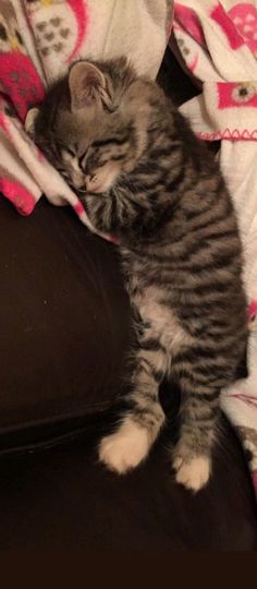 a small kitten laying on top of a black couch under a pink and white blanket