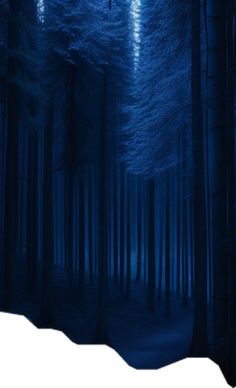 a dark forest filled with trees covered in blue light at night, during the day