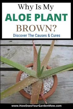 an aloe plant with text overlay reading why is my aloe plant brown?