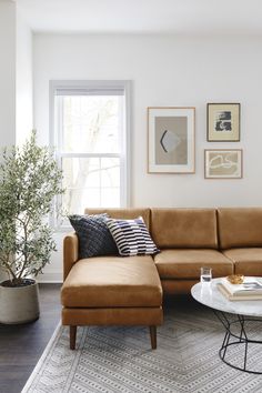 a living room with a couch, coffee table and potted plant in the corner