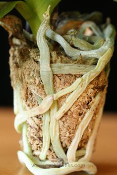 a close up of a plant in a vase on a table