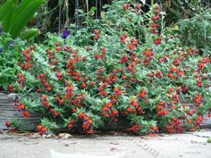 small red and green plants in a garden