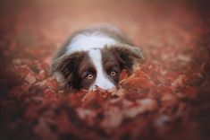 a brown and white dog laying on top of leaves in the ground with it's eyes wide open