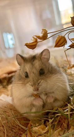 a small rodent sitting on top of dry grass