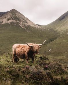 an animal with long horns standing in the grass near some hills and flowers on a cloudy day