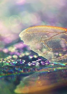 a close up view of a leaf with water droplets on it