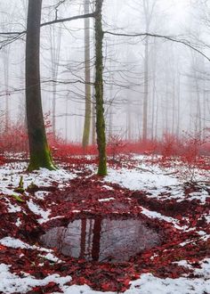 red leaves on the ground and trees in the background with water puddle surrounded by snow