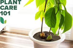 a potted plant with green leaves and dirt in it