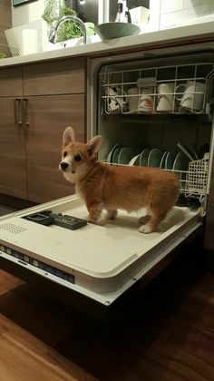 a corgi puppy standing on top of a dishwasher in a kitchen