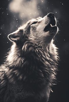 a black and white photo of a wolf with its mouth open