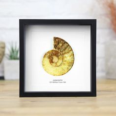 an ammonite shell in a black frame on a table next to a plant