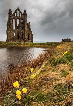 yellow flowers are growing in the grass near a body of water and an old building