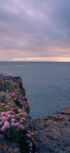 purple flowers growing out of the rocks by the ocean on a cloudy day with an overcast sky