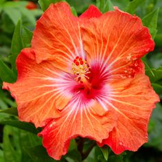 an orange and red flower with green leaves in the backgrounnd, close up