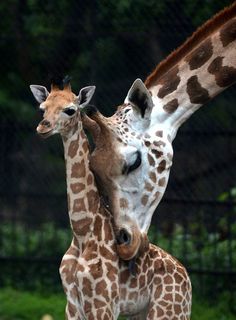 two giraffes are standing next to each other