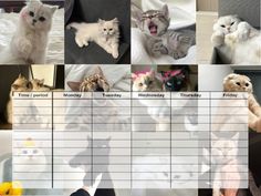 there are many different pictures of cats on this page