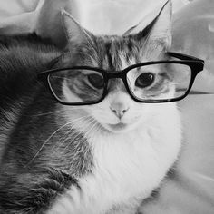 a black and white photo of a cat wearing glasses