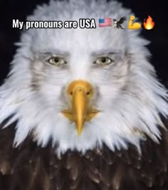 an eagle with the caption my pronouns are usa