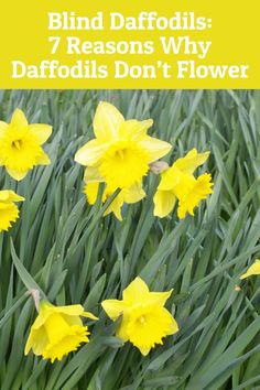 yellow daffodils with the words, blind daffodils 7 reasons why daffodils don't flower