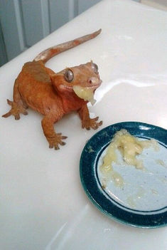 a frog sitting on top of a white counter next to a plate with food in it