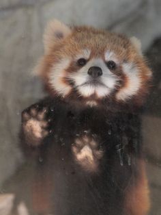 a brown and white animal standing in front of a glass window with its paws up