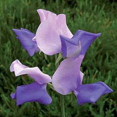 purple flowers are blooming in the grass