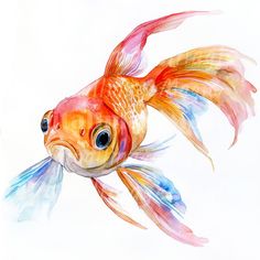 a watercolor drawing of a goldfish