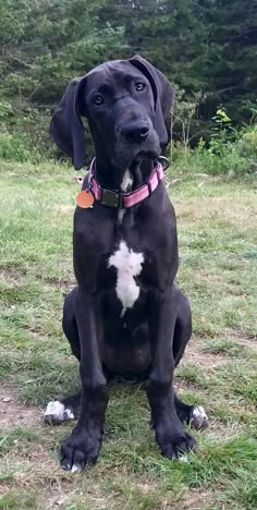 a large black dog sitting on top of a grass covered field with trees in the background