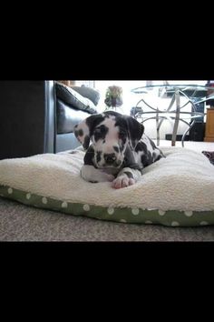 a black and white dog laying on top of a bed