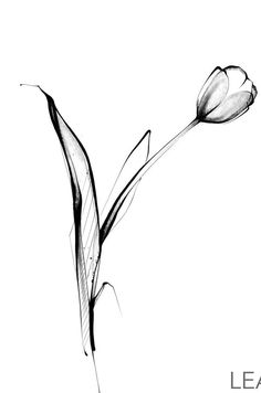 a black and white photo of two tulips with the words leap above them