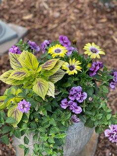 some purple and yellow flowers in a pot