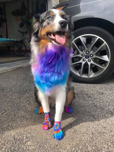 a dog that is sitting on the ground with some socks in front of his feet