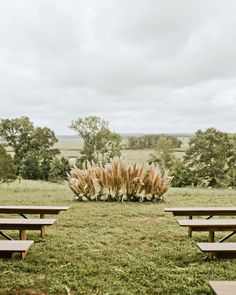 an empty field with benches and plants in the center, surrounded by trees on either side