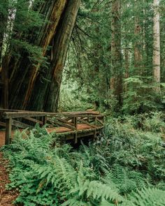 a wooden bridge in the middle of a forest with trees and ferns on both sides