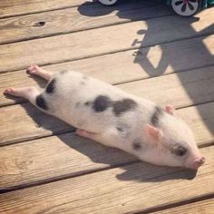 a small pig laying on top of a wooden floor