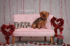 a dog is sitting on a pink couch with the word love spelled in silver letters