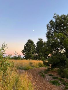 the sun is setting behind some trees and grass on a path that leads to a grassy field