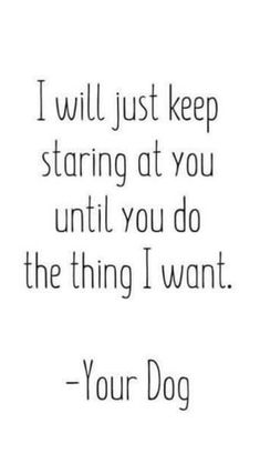 a quote that says i will just keep staring at you until you do the thing i want