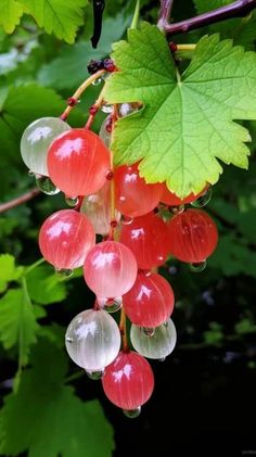 some red and white berries hanging from a tree