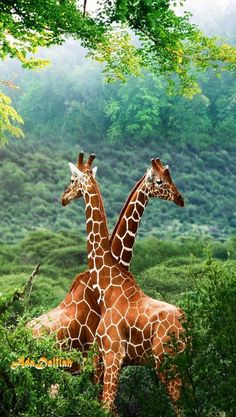 two giraffes standing next to each other in the grass with trees behind them