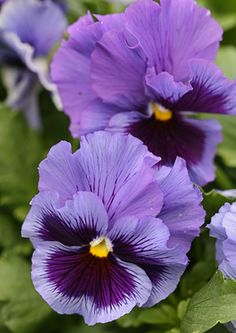 purple flowers with green leaves in the background