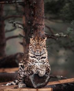 a large leopard sitting on top of a tree stump in the forest next to some trees