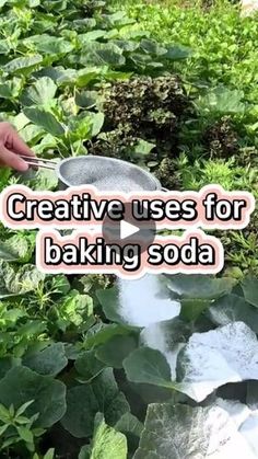 someone is baking something in a bowl on the ground with green plants behind them and text that reads, creative uses for baking soda