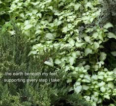 an image of a plant that is growing in the ground with words written on it