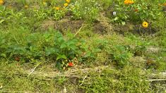 a patch of grass with flowers growing on it