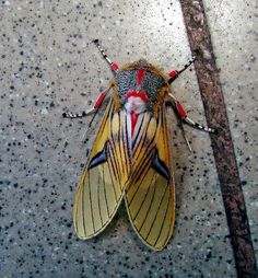 a yellow and black insect sitting on top of a cement floor next to a wooden stick