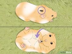 a hamster laying on its back in the grass with glasses on it's head