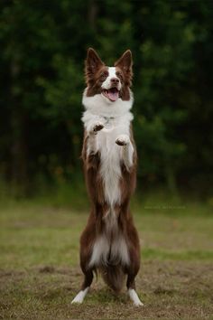 a brown and white dog standing on it's hind legs with its paws in the air